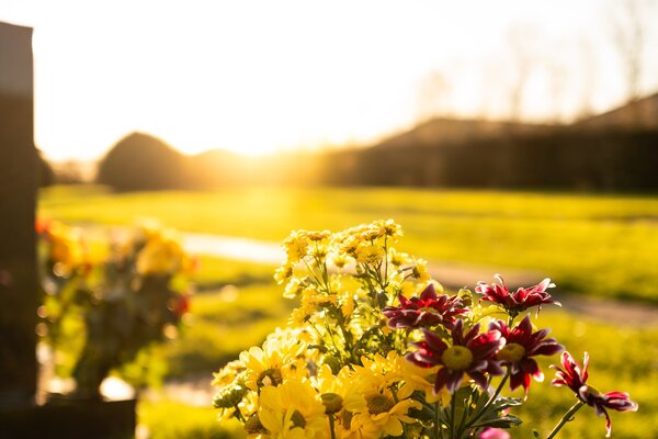 Gravestone and flowers in the sun 